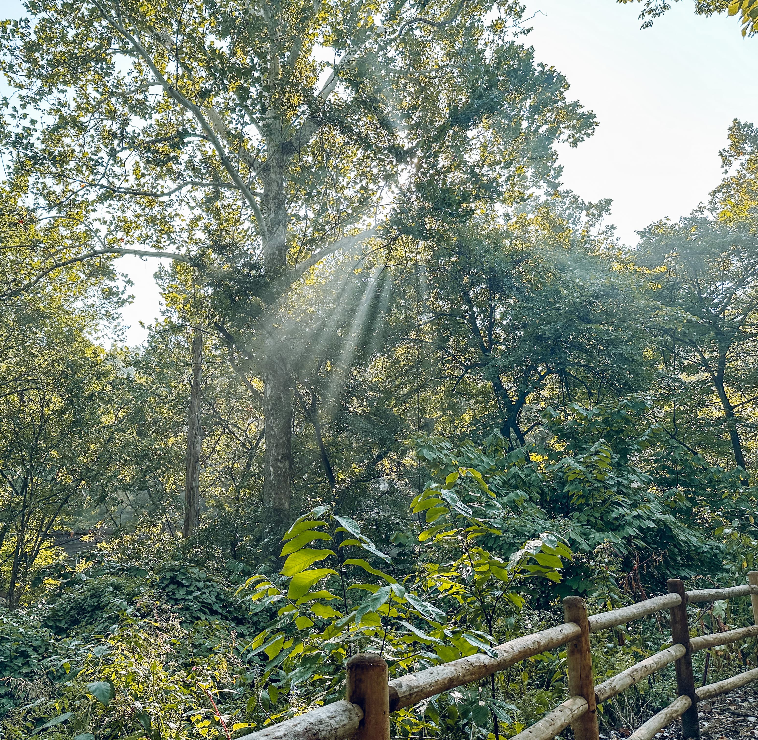 Soft sunbeams filtering through a green forest